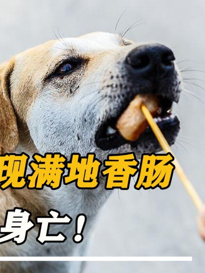 河南巩义一夜出现满地"毒香肠",20条狗中毒身亡!