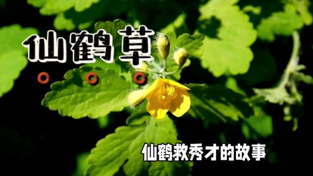 仙鹤草的传说