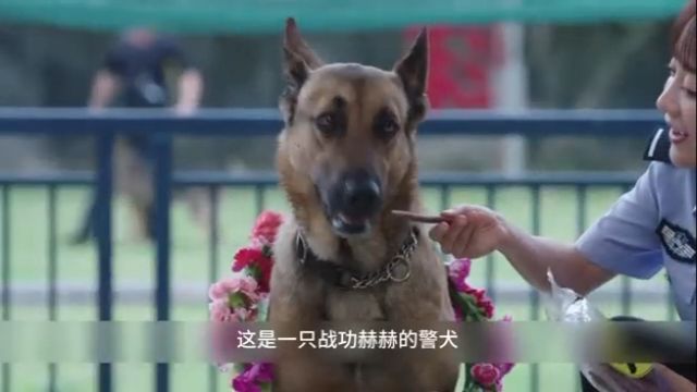 警犬来啦