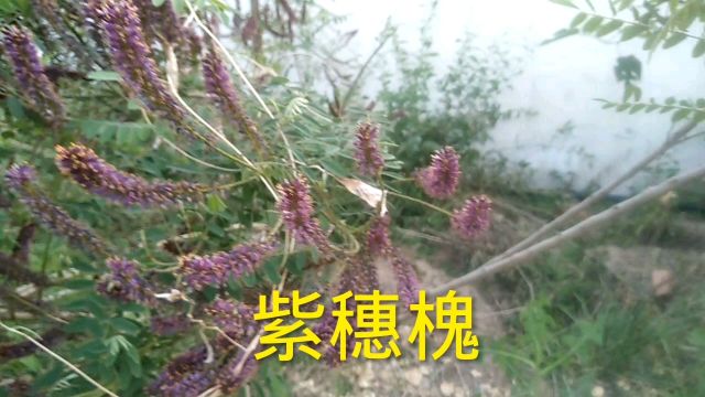 在郑州街头发现一棵野生紫穗槐,它的花朵很像狗尾草,你们见过吗