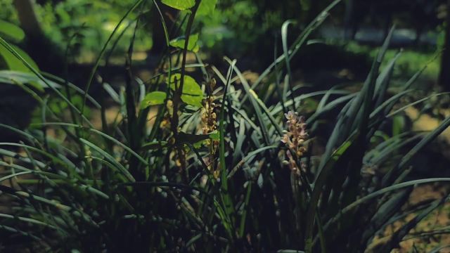 春来草自青,秋至叶飘零,秋风知我意,微凉又深情.#风景