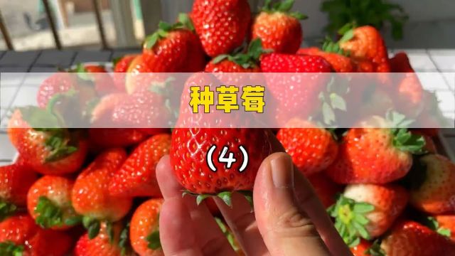 种草莓后续#种草莓 #盆栽草莓 #植物生长过程.mp4