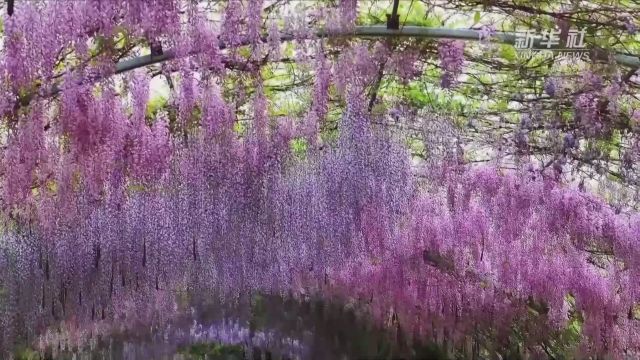 安徽池州:紫藤花开 浪漫满城