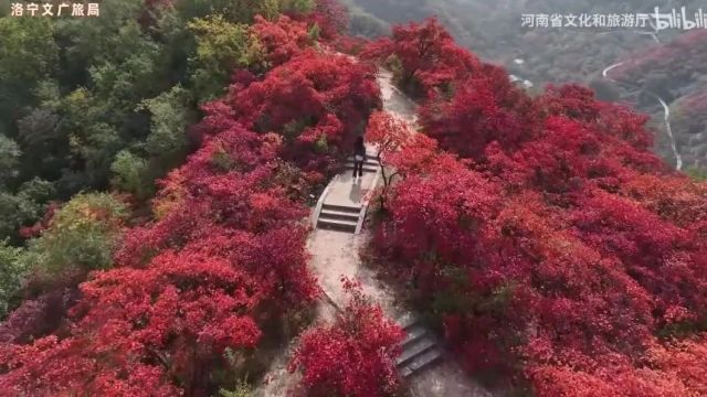 美丽中国|中华名山系列《河南神灵寨》北国第一竹海(4A)