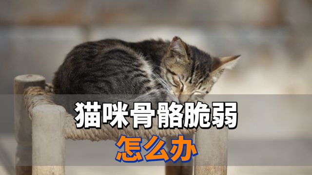 猫咪骨骼脆弱怎么办?新手铲屎官必看!