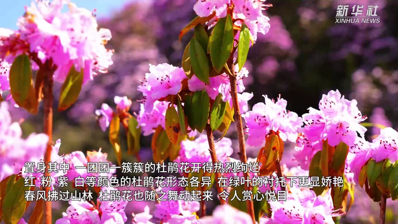 千城胜景|云南巧家:野生杜鹃花开遍山野