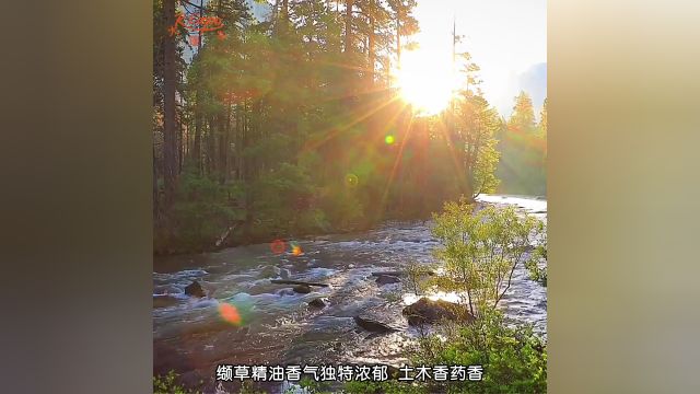 缬草精油 | 独特浓郁 被誉为“睡神草”