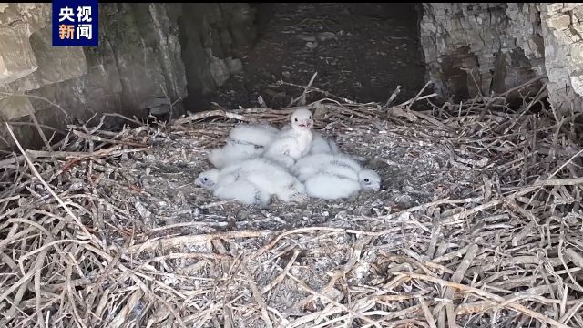 猎隼雏鸟长啥样?萌态十足→