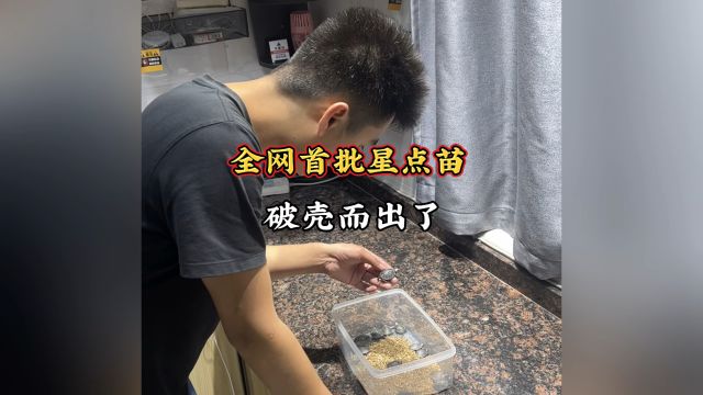 全网首批星点苗破壳而出,是你期待的吗