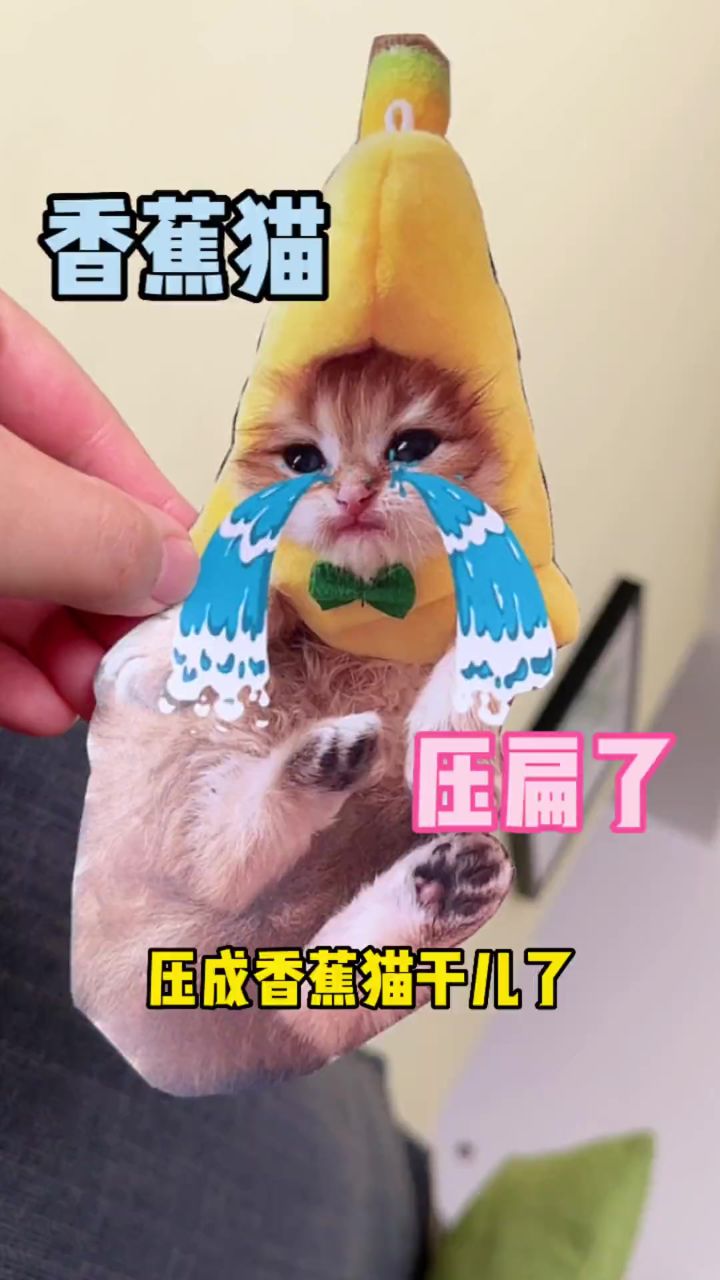 不要抱着香蕉猫睡觉,会被压扁的!