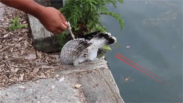 男子看海鸥卡在岸边,上前帮忙伸手一拉,不料下一秒吓得掉头就跑