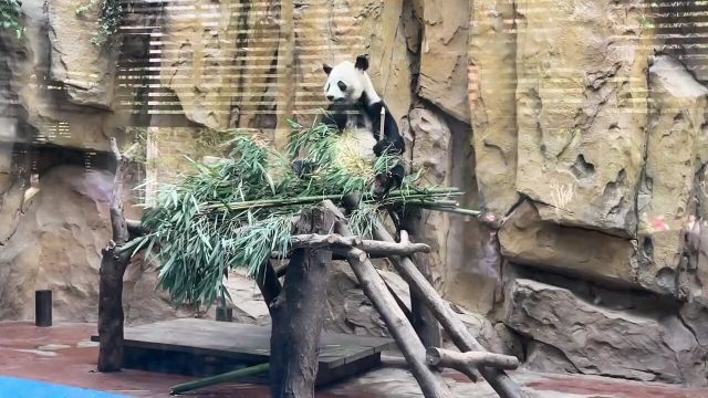 成都动物园的大熊猫.熊猫基地票已售罄!这里门票只要20元