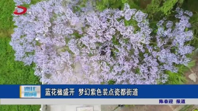 超美!德化蓝花楹,又是一年花开时……