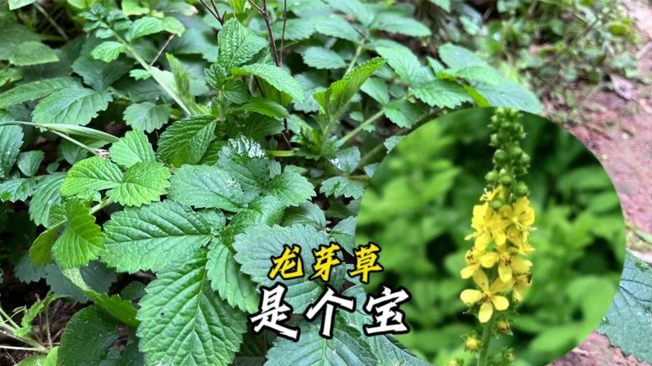 仙鹤草又名金顶龙芽,懂的老人常寻找,认识的人不多