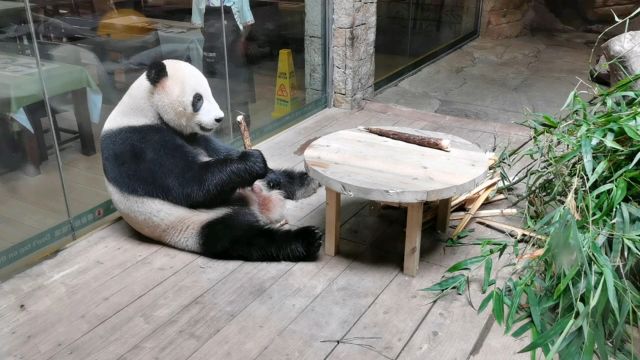 大熊猫亲亲每天准时过来熊猫餐厅上班,享受着奶爸准备好的美食