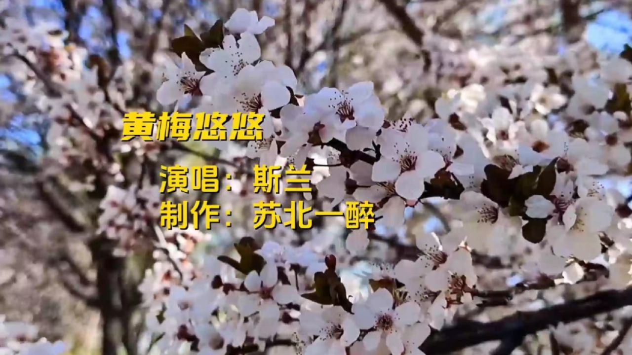 著名歌手斯兰演唱的《黄梅悠悠》,声情并茂,一曲黄梅寄乡愁.