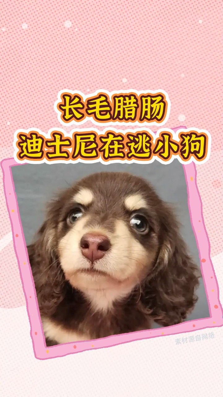 长毛腊肠狗就毛长了些,怎么就能这么可爱呢?妥妥的迪士尼在逃小狗啊