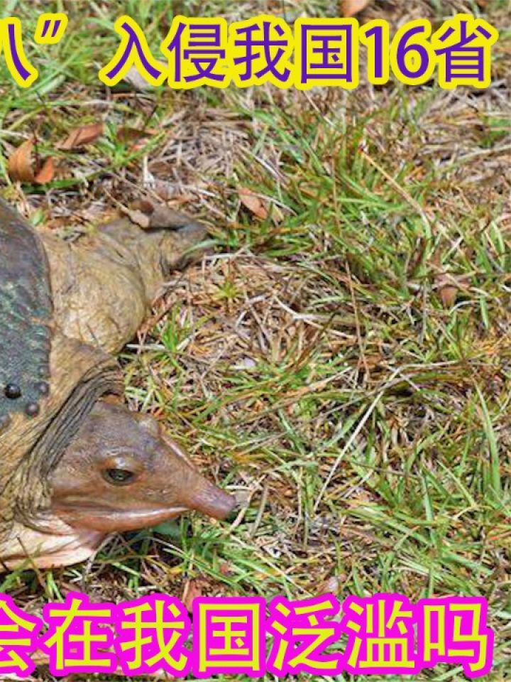 物种入侵#珍珠鳖#佛罗里达鳖