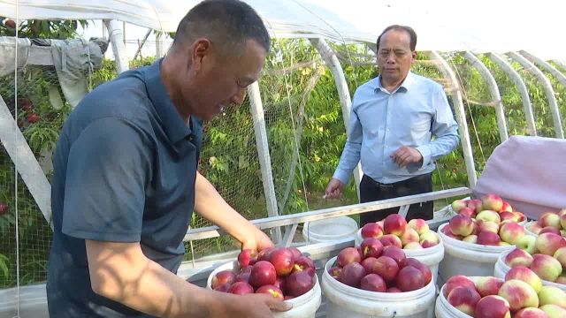 葛集镇:大棚油桃“抢鲜”上市 果农“桃”金致富