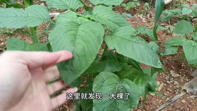 玉米地发现好多野苋菜,嫩嫩的,你吃过吗?