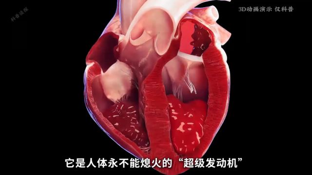 人体永不能熄火的“超级发动机”—心脏,究竟如何工作?