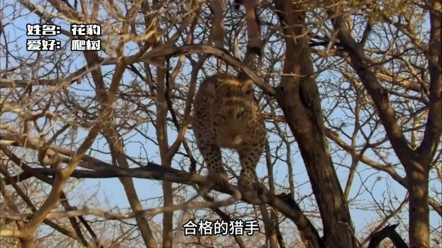 花豹:再不吃东西就豹废了 花豹 野生动物 猫科动物