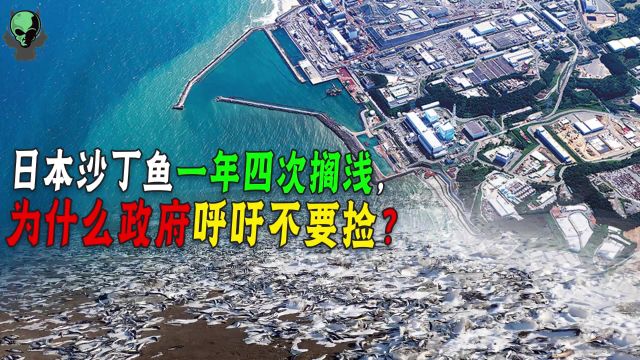 90吨沙丁鱼集体搁浅,日本专家说躲捕食被冲上岸,为啥没人信?