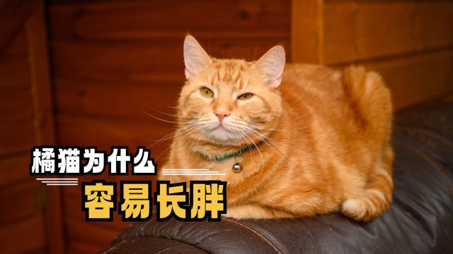 橘猫为什么容易长胖,说出来竟有些离谱