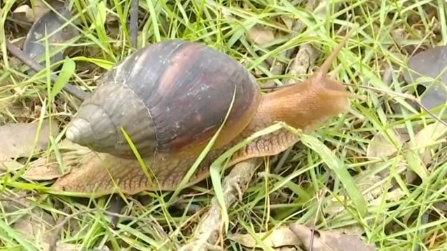 不要吃!广东雨后出现非洲大蜗牛勿碰勿食用