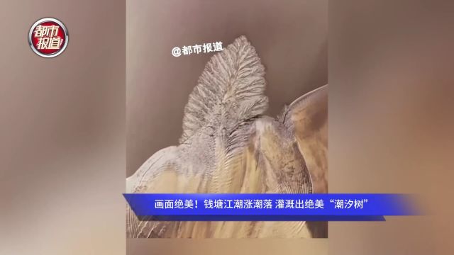 画面绝美!钱塘江潮涨潮落 灌溉出绝美“潮汐树”