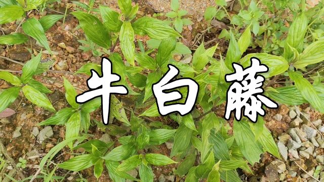 中草药——牛白藤