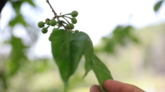 搞笑剧孩子快出生了,驼背找闷墩给孩子起名字,这名字起的真欠揍