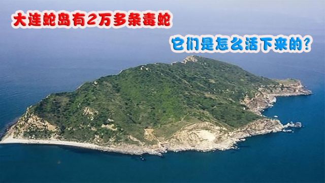 大连蛇岛有2万多条蛇,条条都是剧毒蛇,它们是怎么活下来的?