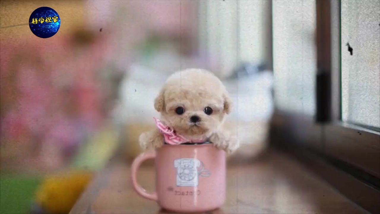 可爱又可怜的茶杯犬!