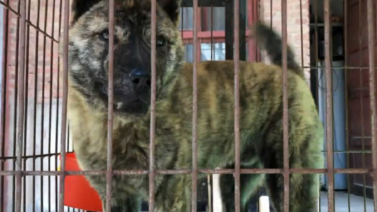 欣赏这两虎斑犬,尤其6个月这只难得一见,真正的虎头猫耳超漂亮