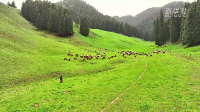 千城胜景|新疆木垒县牧草萋萋碧树高 羊群点点撒满山