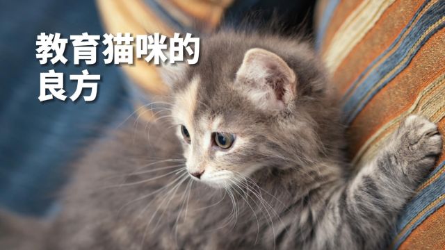 不知道该怎么教育猫咪?快来学学