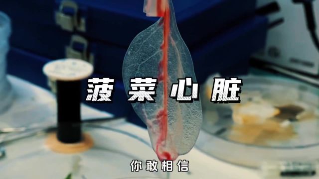 科学家是如何用菠菜做心脏的? #科学实验 #心脏 #涨见识 #涨知识 #科普一下 #知识创作人 #菠菜心脏 #科技创新 #生命科学 #冷知识