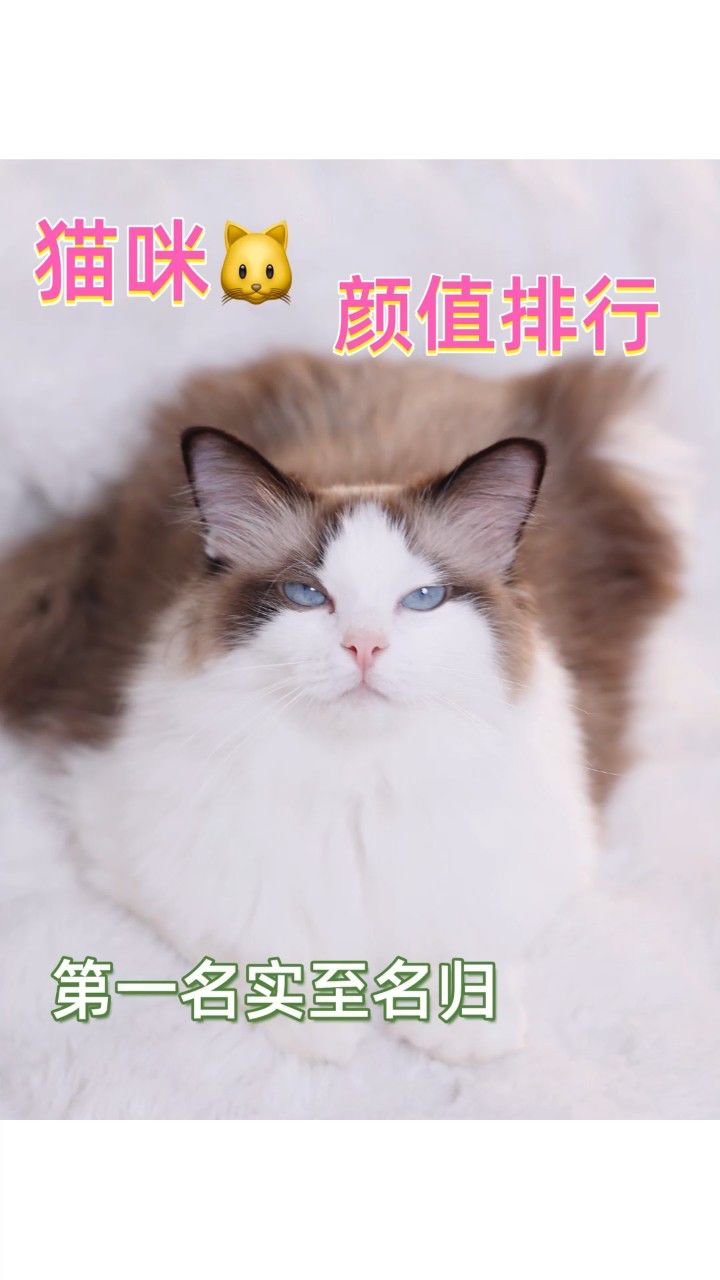 猫咪颜值排行!第一名实至名归