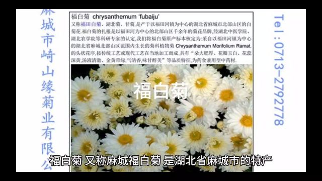 福白菊