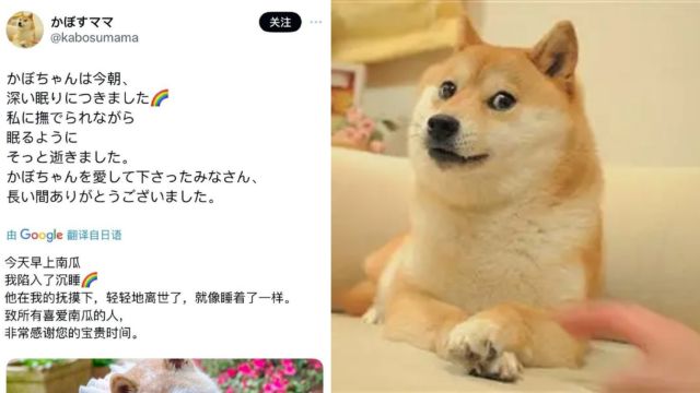 著名表情包Doge的原型柴犬去世,生前患有白血病和肝病