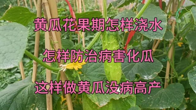 黄瓜花果期怎样浇水?怎样防治病害化瓜?这样做黄瓜没病害产量高