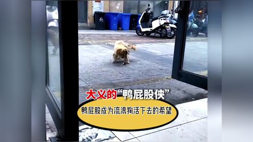 我们嫌弃的鸭屁股却成为流浪毛孩子眼里的一束光