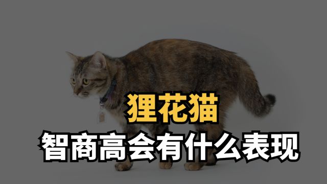 狸花猫的智商有多高呢?