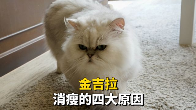 金吉拉越来越瘦,千万别忽视!