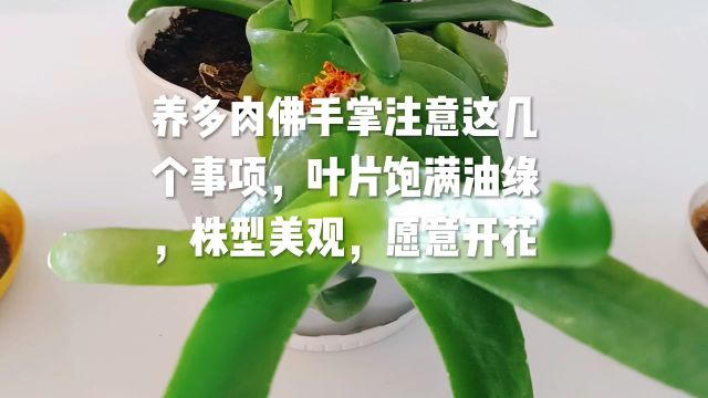 多肉佛手掌养护注意这几个事项,叶片饱满油绿,株型美观,愿意开花