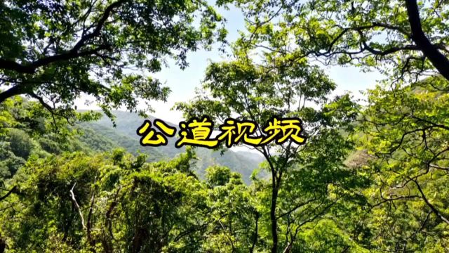 山西省运城市盐湖区池南农民收麦纪实