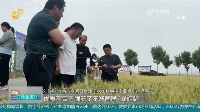 济南:小麦高产“垄上行”,助力夏粮夺丰收