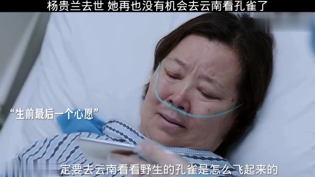 杨贵兰去世,她和蔷薇约定好一起去云南看孔雀,现在她失约去天堂当最美的孔雀了…… 问心