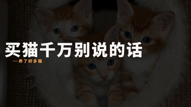 买猫别说这些话,小心吃亏!